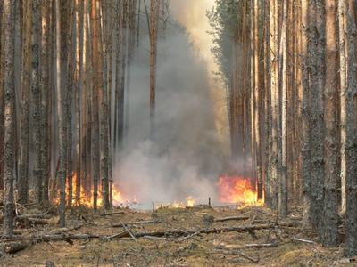 В России за неделю потушили 89 лесных пожаров на площади, пройденной огнем, почти 92 тысячи гектаров