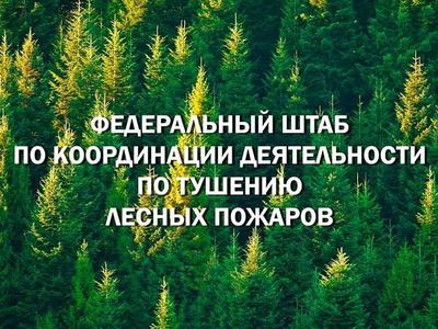 Рослесхоз: омской, тюменской, курганской и новосибирской областям поручено обеспечить работу по тушению лесных пожаров в первые сутки