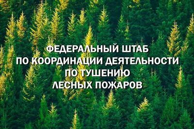 Рослесхоз: омской, тюменской, курганской и новосибирской областям поручено обеспечить работу по тушению лесных пожаров в первые сутки