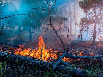 Лесным ведомствам якутии и тюменской области поручено не допустить ухудшения лесопожарной обстановки