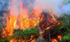 Easter fire branches leaves fire green easter 640615 300x300