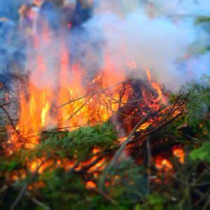 Easter fire branches leaves fire green easter 640615 300x300