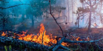 Средства для тушения лесных пожаров